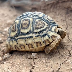 Meet your Posher, Sally